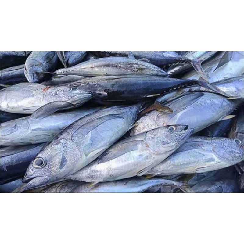 

ikan tuna 1kg