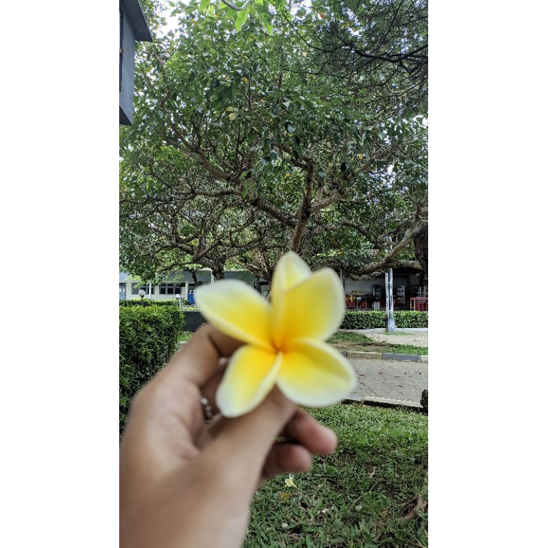 

Ramuan herbal khusus chat dulu