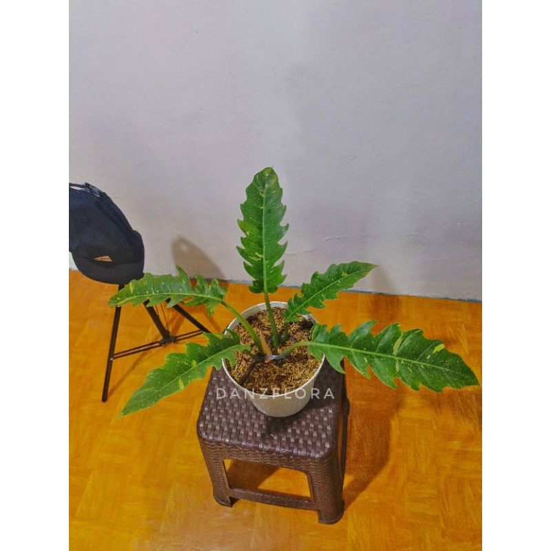 Philodendron Ring of Fire Varigata