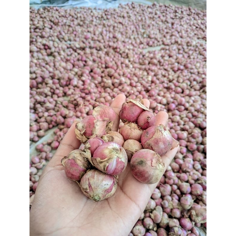 

Bawang Merah super Murah Fress 1kg