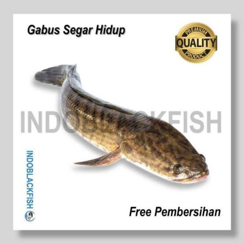 

ikan gabus segar hidup gabus sawah