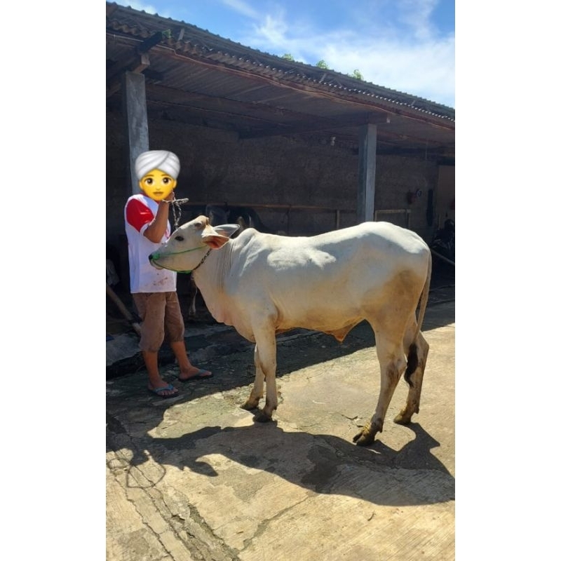 

Sapi Kurban / Sapi Jawa, Madura, Bali Simental, Limousin, dll