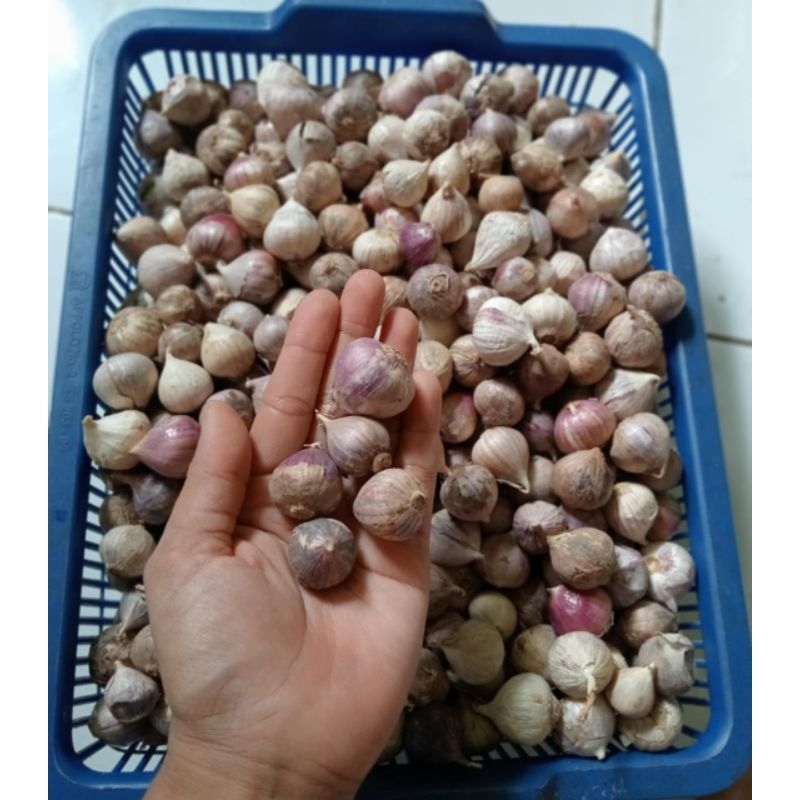 

Bawang Putih Tunggal / Bawang Lanang 1Kg