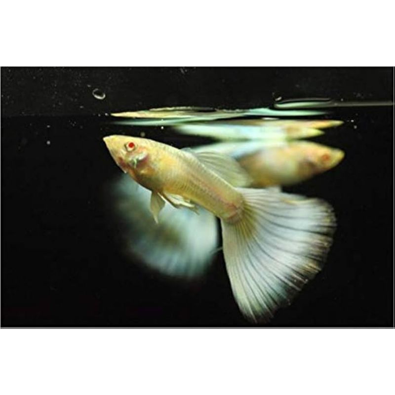 Hiasan aquarium AGY albino german yellow guppy