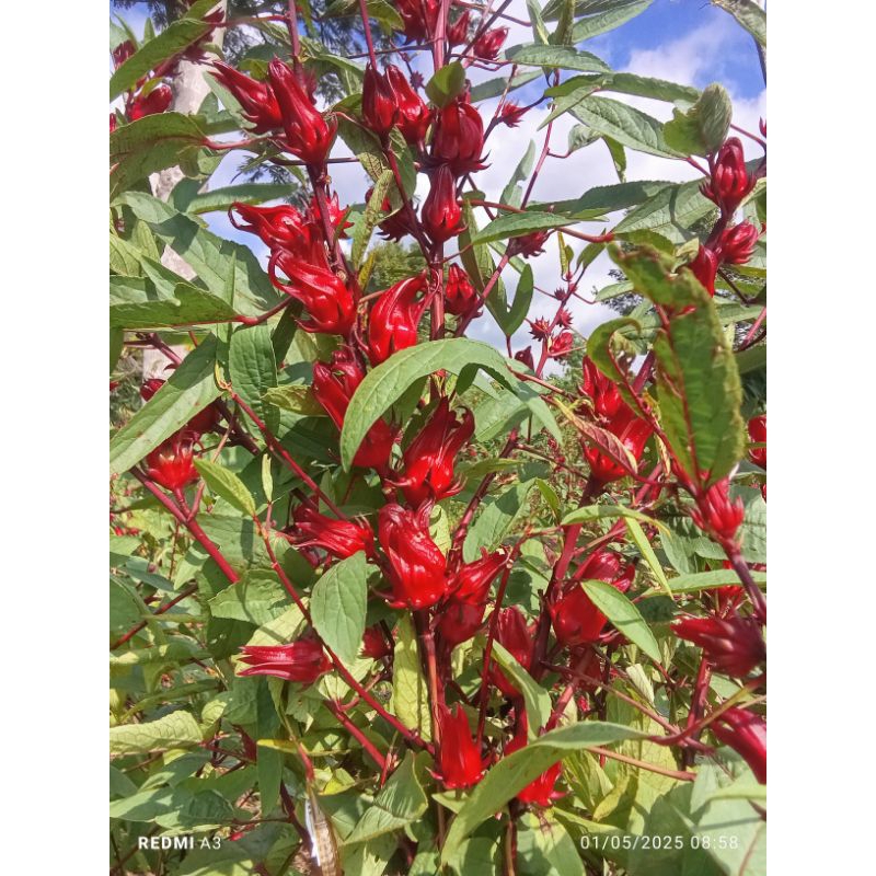 

1 kg bunga Rosela merah basah tanpa biji fress