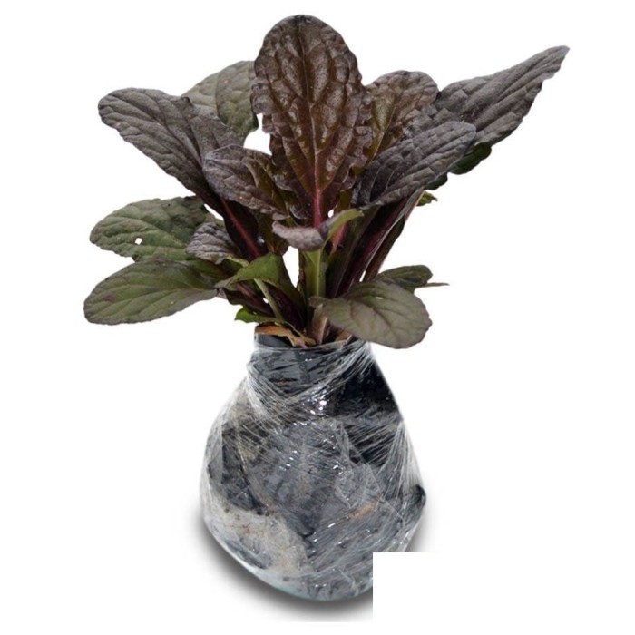 Bibit Tanaman Herbal Daun Saraf – Cocok untuk Pengobatan Tradisional & Tanaman Apotek Hidup