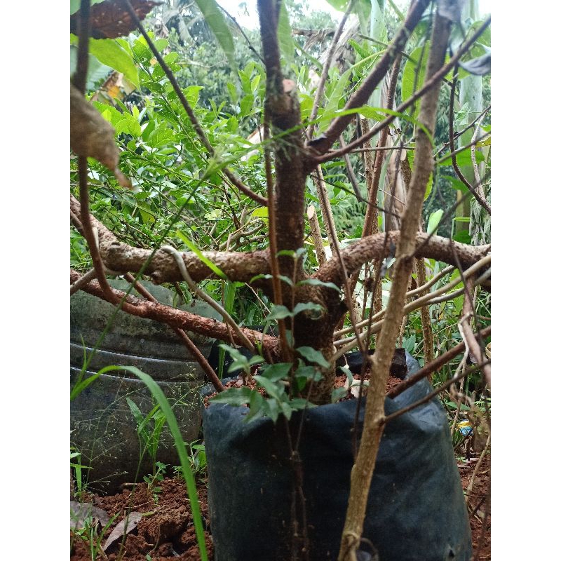 bahan bonsai bunut pucuk merah