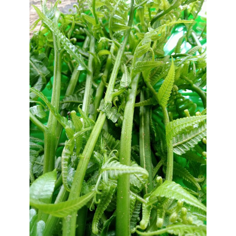 

pakis sayur segar fresh kualitas super per500gram