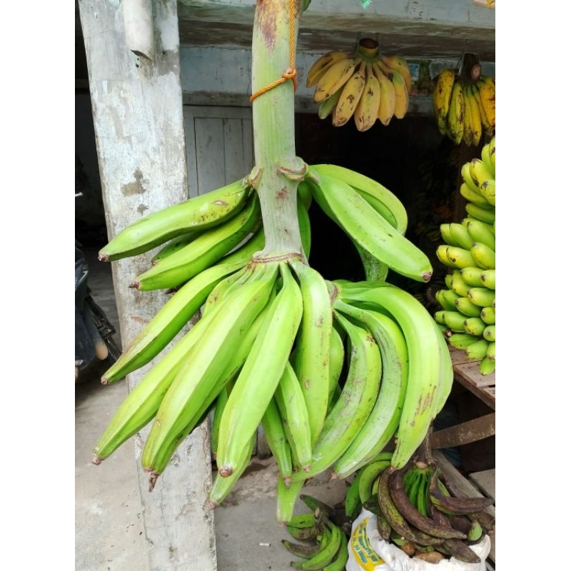 

pisang tanduk super jumbo pisang tanduk asli Bogor berat 900/1100gr isi 3-5 pics pisang