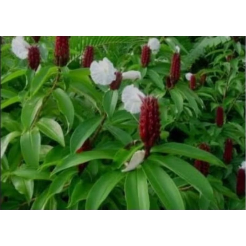 

DAUN PACING SEGAR 100 gram