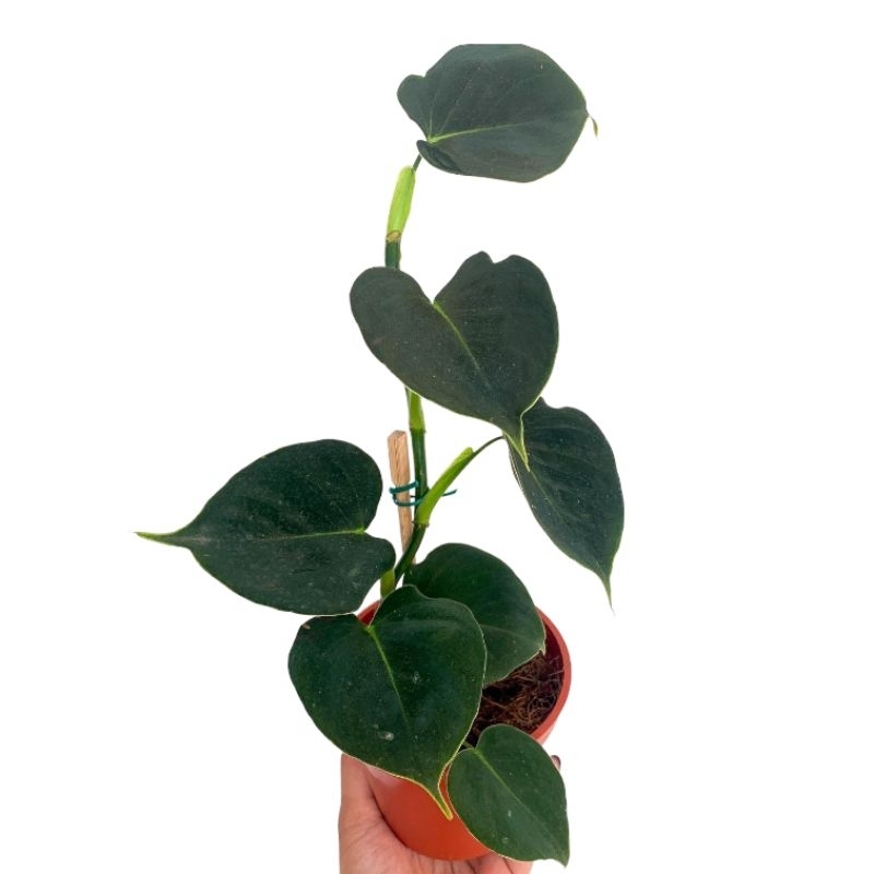 promo COD tanaman hias philodendron lupinum - philodendron lupinum - lupinum - philodendron