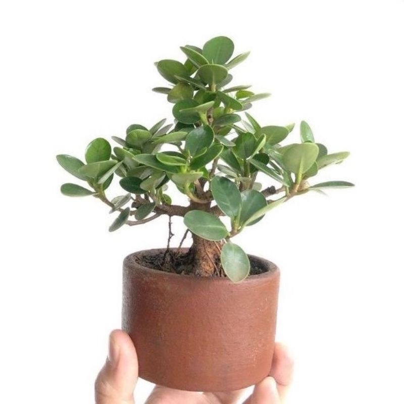 Promo COD bibit bonsai beringin dollar / beringin jepang - beringin dollar - beringin jepang - bahan