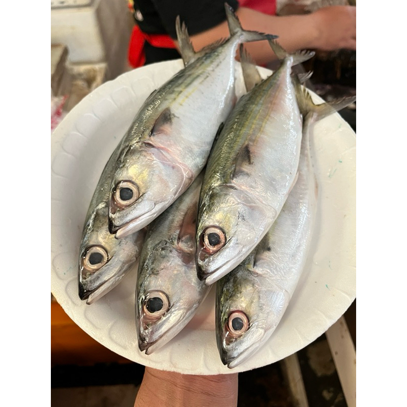 

ikan banyar ikan kembung banyar fresh dibersihkan