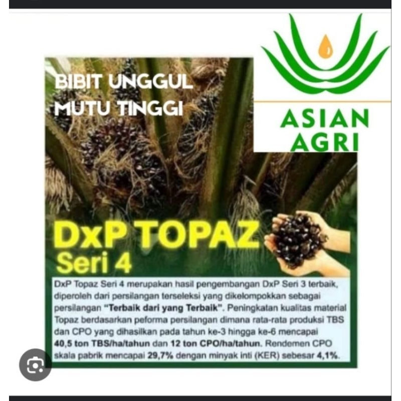 BENIH POLONG KECAMBAH SAWIT ORIGINAL TOPAZ