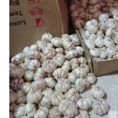 

Bawang Putih berkualitas bagus dan sortiran 250gr/500gr/1kg