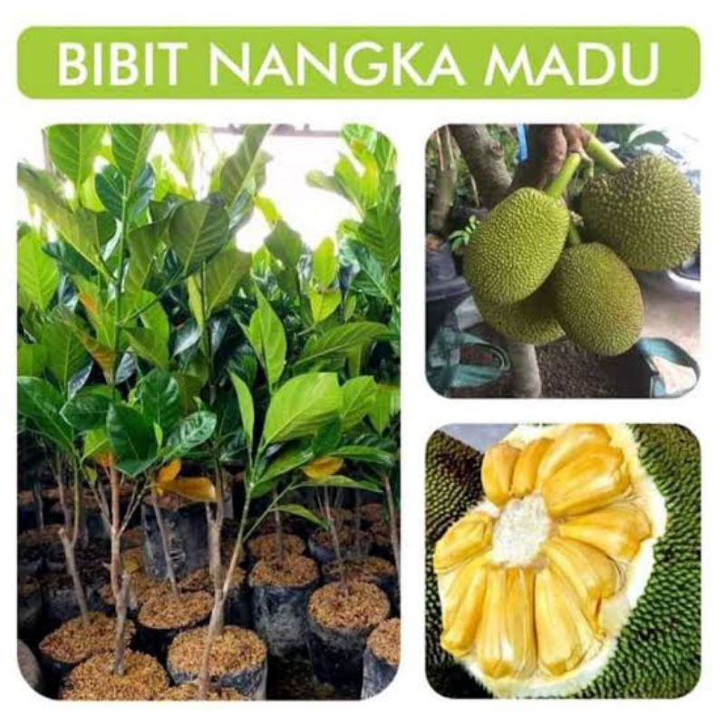 Bibit nangka madu buah super jumbo