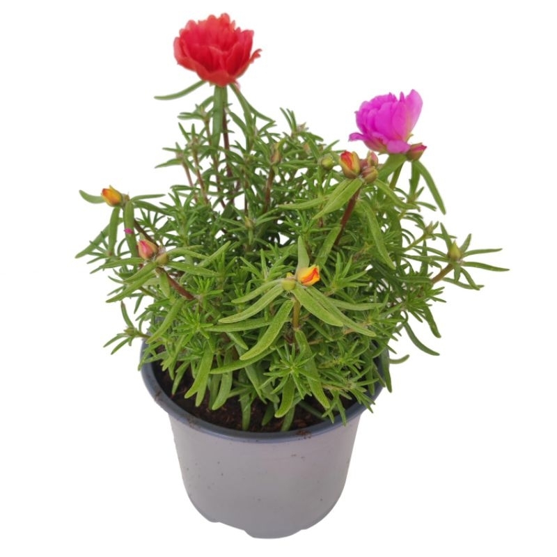 promo COD tanaman hias bunga sutra Bombay - krokot sutra - bunga krokot - sutra bombay