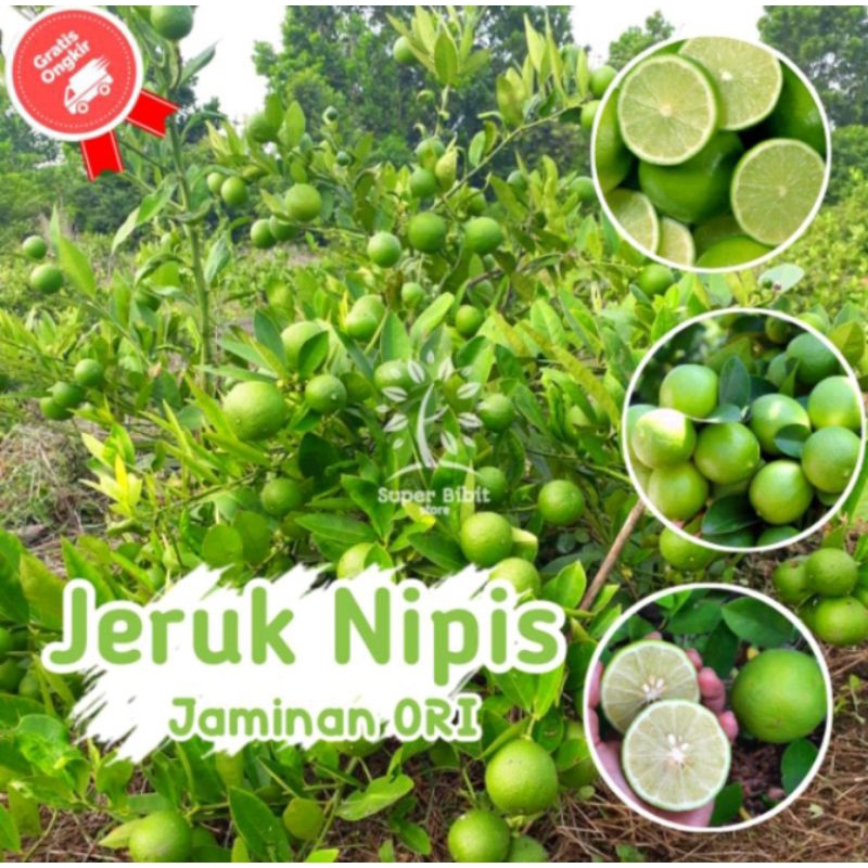 Bibit Jeruk Nipis Okulasi Bibit Unggul Cepat Berbuah - Bibit Jeruk Nipis Cangkok - Bibit Jeruk Nipis