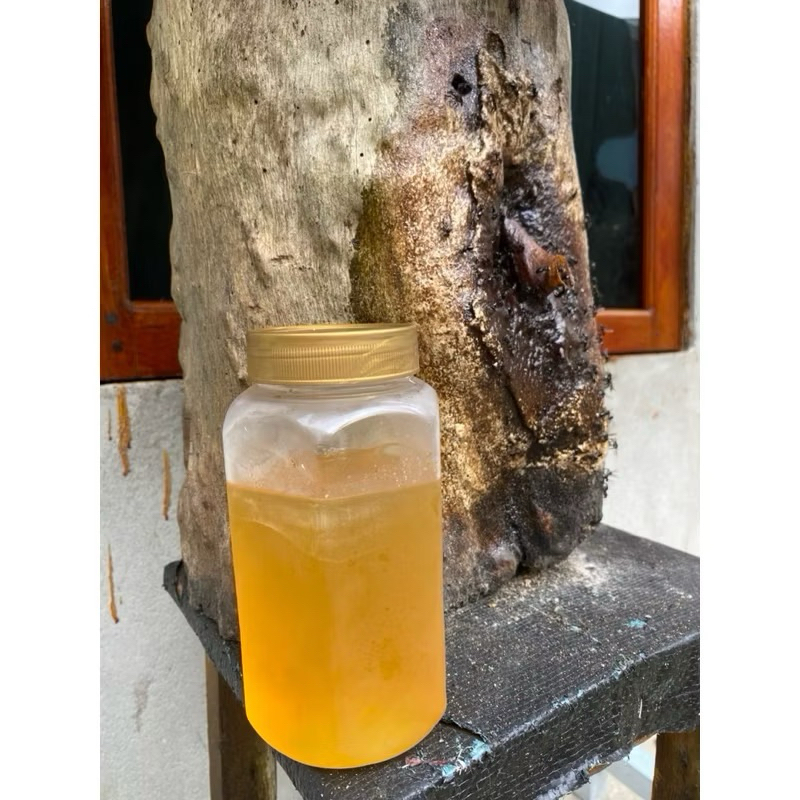 

MADU KELULUT ASLI BORNEO 1 KG / STINGLESS BEE / TRIGONA ITAMA / KLANCENG 101% MURNI - TERMURAH