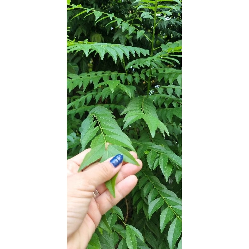 

Daun kari segar/salam koja 500 gram