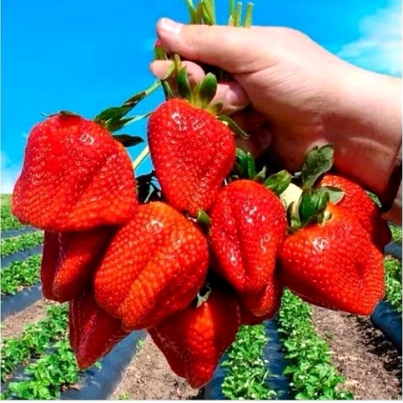 bibit strawberry Australia