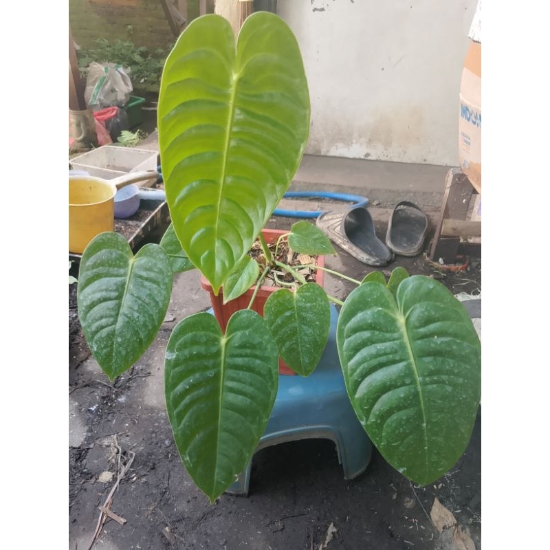 anthurium veitchii narrow Gedhe ekonomis