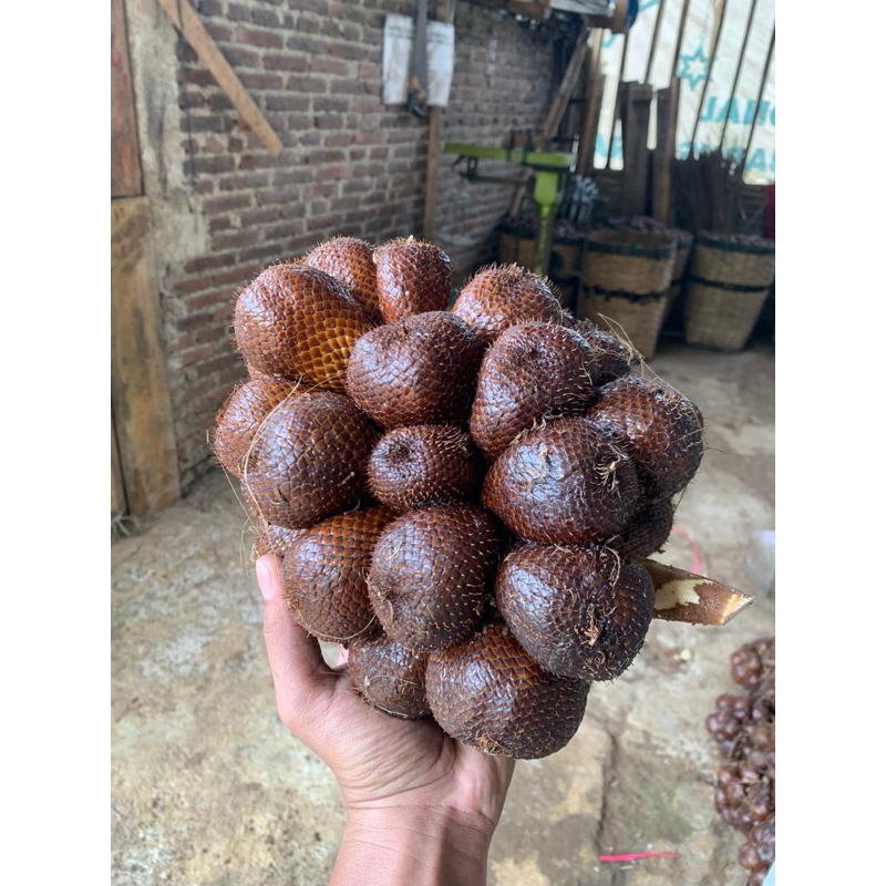 

Salak Pondoh Buah Salak Fresh Pondoh 1kg isi 15-20 Biji Asli Banjarnegara Manis Grade A&B