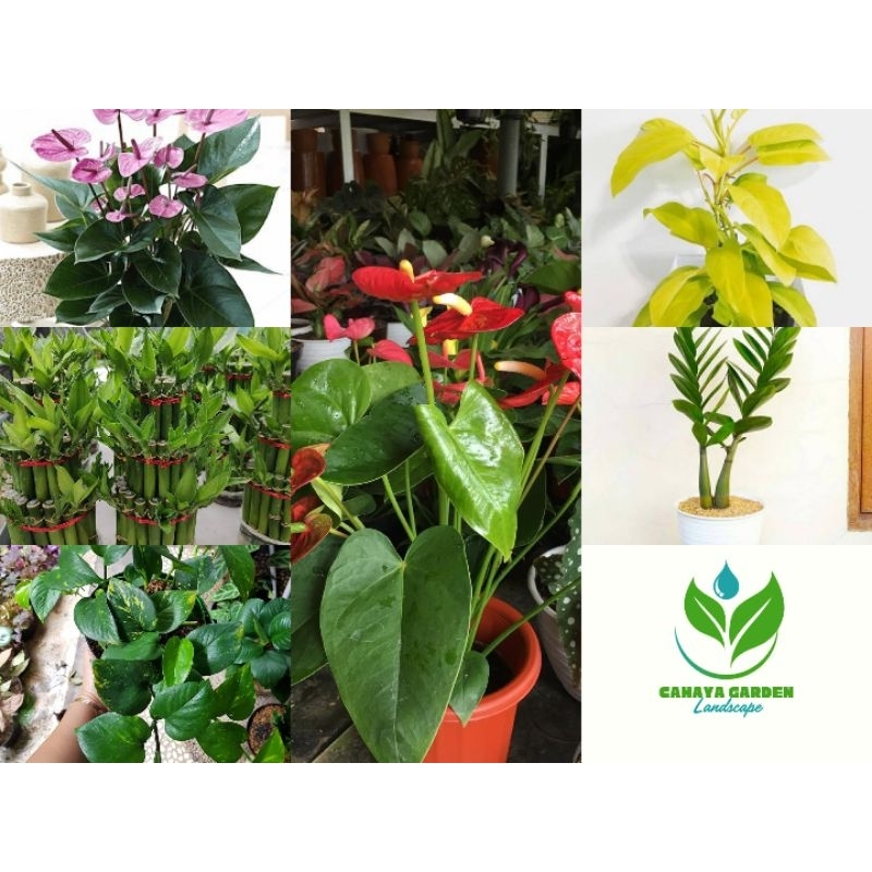 ( BISA COD ) PROMO Tanaman Hias Indoor Yg Hidup Di Air Bunga Hias Indoor Tanaman Hidup Tanaman Air B