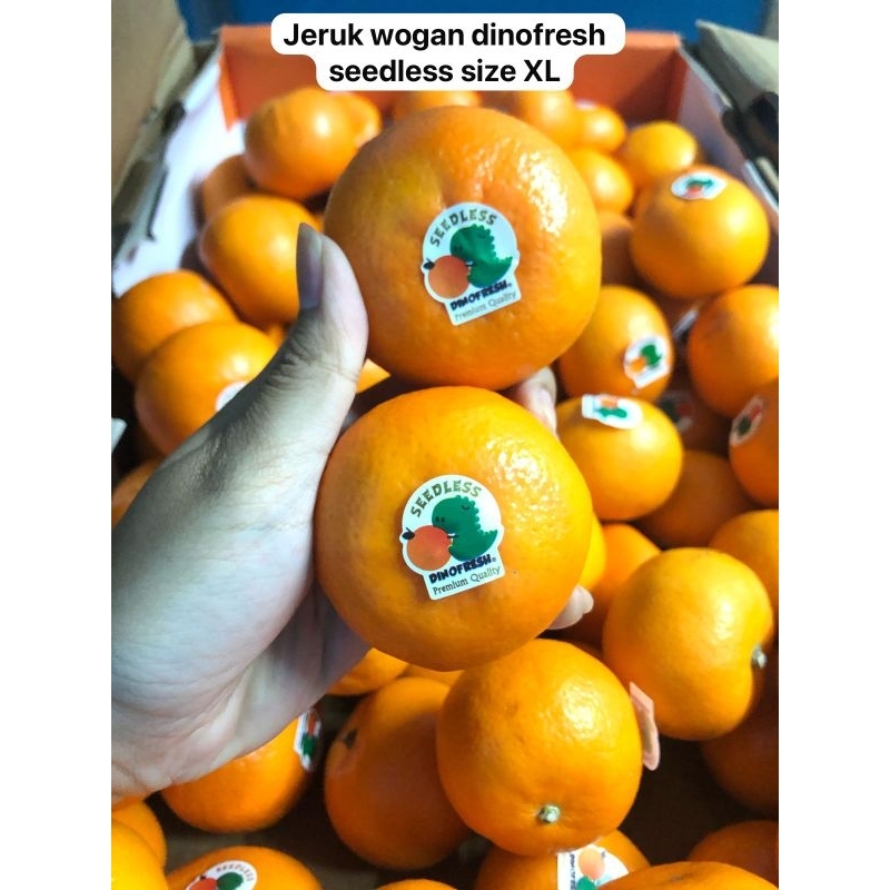 

jeruk wogan dinofresh seedless/ kg