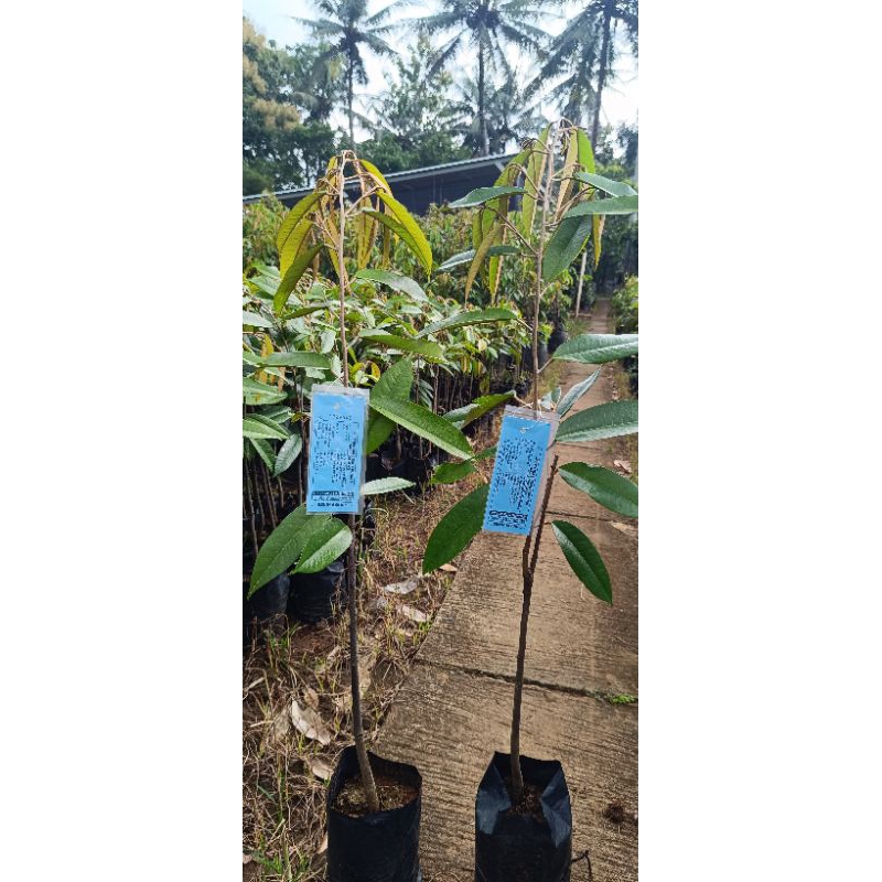 Bibit Durian Musangking sertifikat hasil okulasi packing kotak kayu polybag utuh