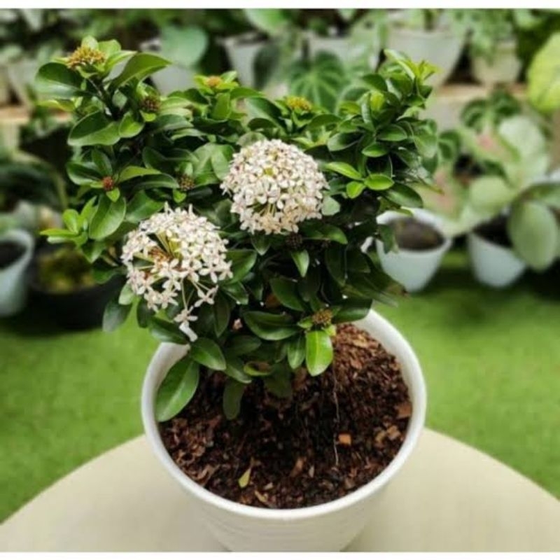 PROMO  BISA COD Tanaman asoka bunga putih - Soka jambon bunga putih - Asoka bunga putih