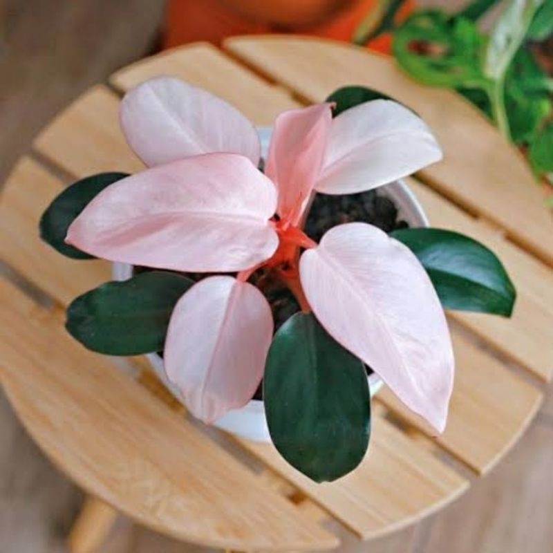 Tanaman hias philodendron pink congo - Philodendron pink congo - Philo pink congo