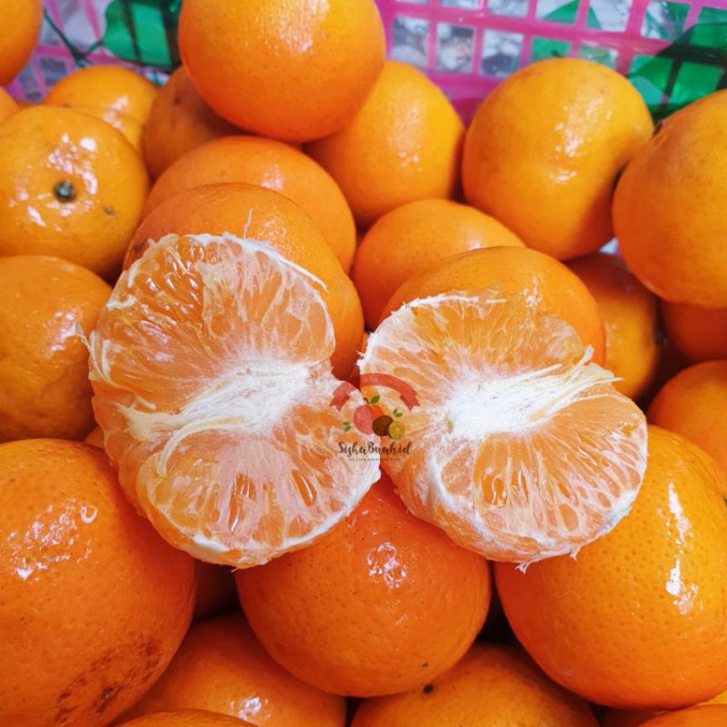 

BABY WOKAM | BABY WOGAN | BABY MANDARIN ORANGE