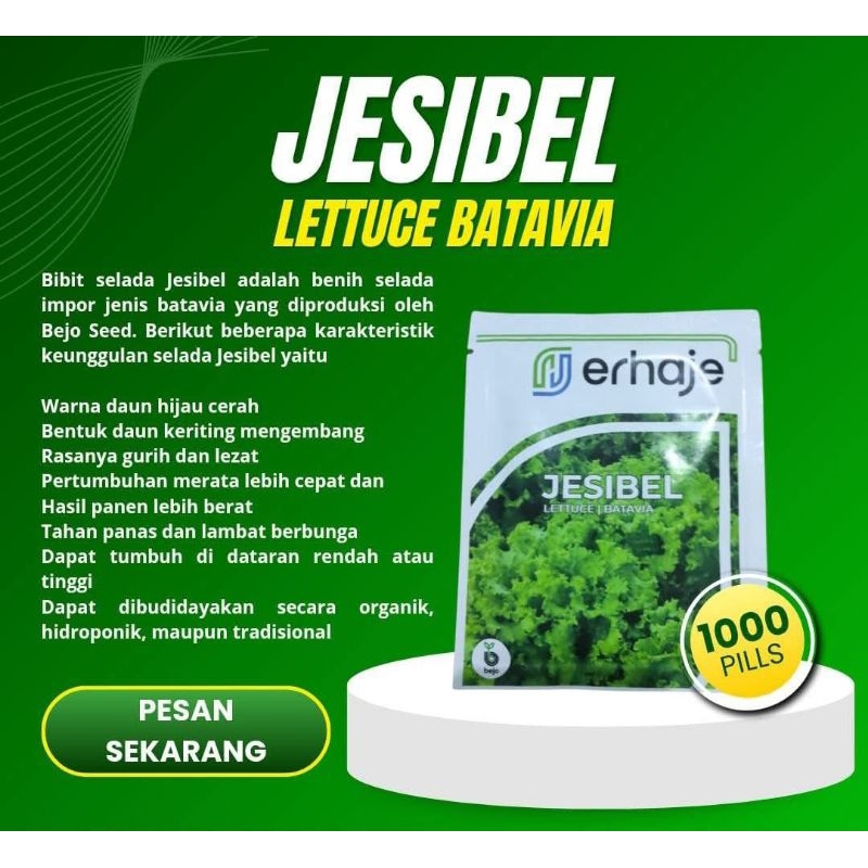 Benih Selada Jessibel 1000 pills Bejo Hidroponik