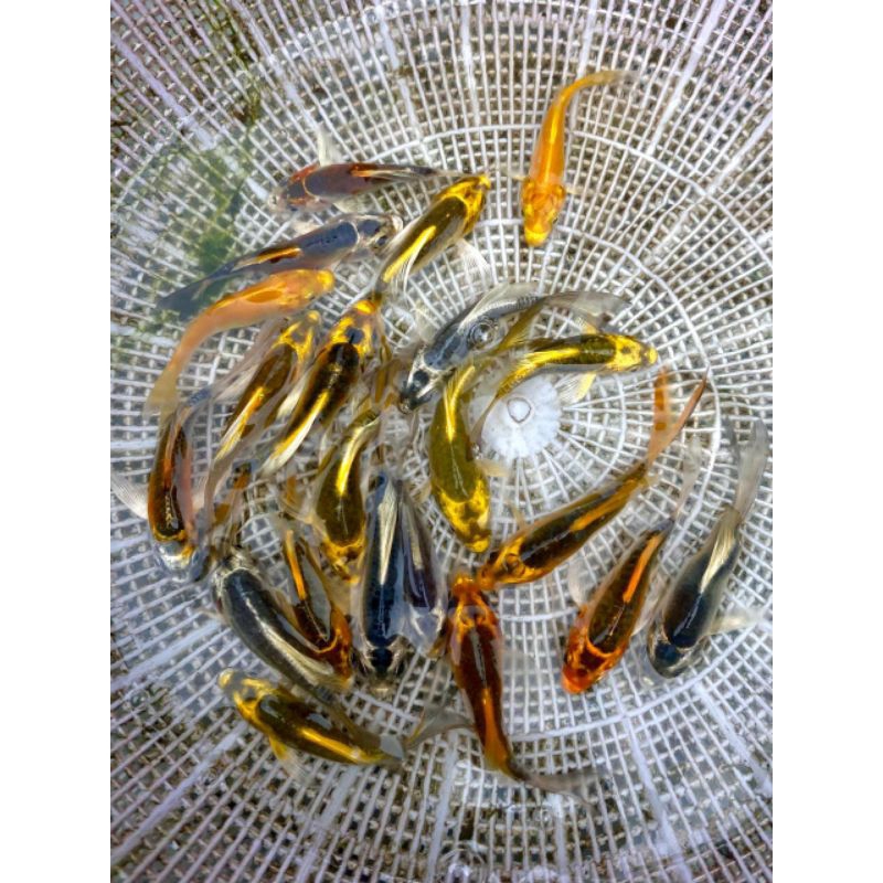 bibit.ikan.koi.paketan.5.ekor