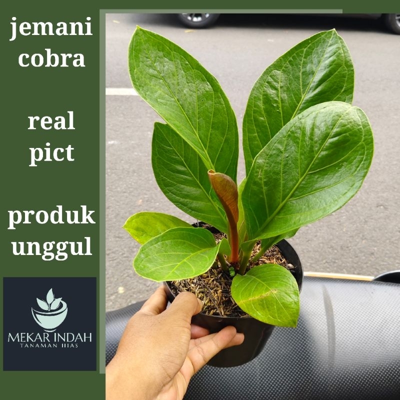 Tanaman Hias Anthurium Jemani Cobra Daun Besar Langka Siap Kirim