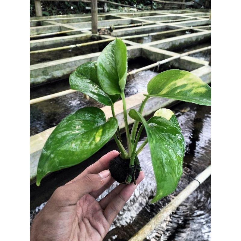 SIRIH GADING MEDIA WABIKUSA TANAMAN HIAS AQUARIUM PALUDARIUM