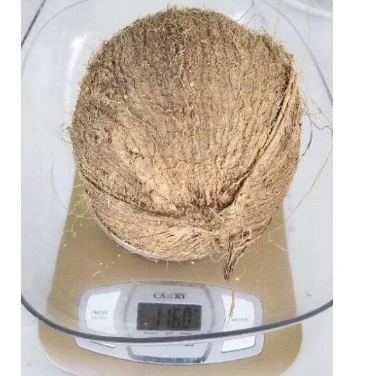 

1 butir Kelapa Tua cocok untuk santan 1000 - 1200 gram/butir