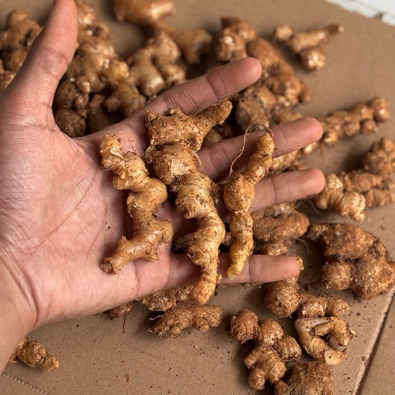 

Jahe Emprit Jahe Pedas Segar Asli 1Kg