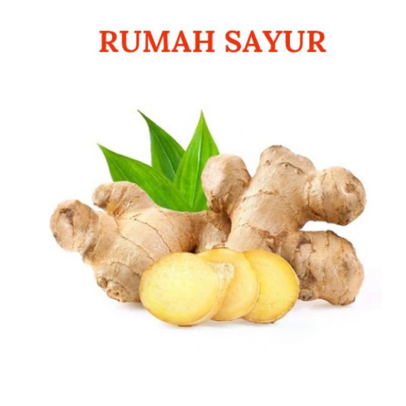 

Rempah Rempah : Jahe, Lengkuas, Kunyit, Kencur