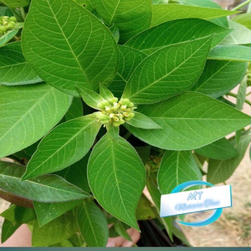 

daun kastroli segar tanaman obat herbal 250gr - 1kg