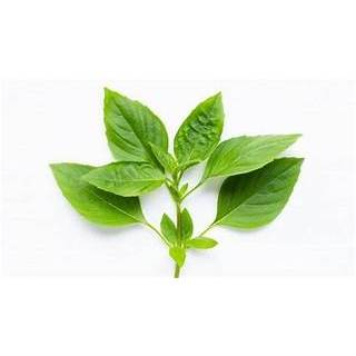 

daun kemangi segar