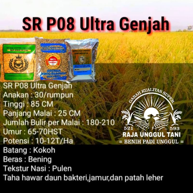 BENIH BIBIT PADI  1kg SR P08 ULTRA GENJAH SUPER UNGGUL GABAH BERKUALITAS PADI GENJAH HASIL  MELIMPAH
