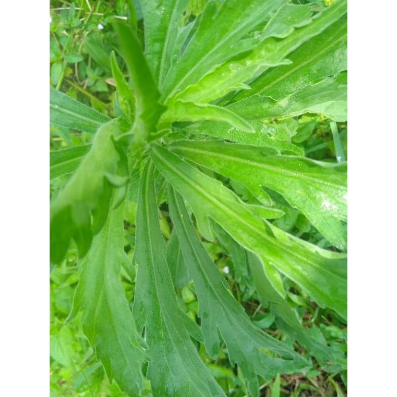 

daun jalatir segar petik langsung per 500 grm