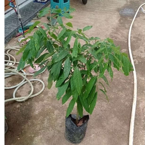 Bibit Kelengkeng New Kristal Tinggi 1 meter