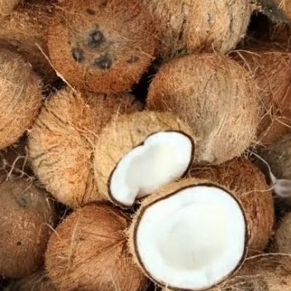 

Kelapa Tua Kering Fresh