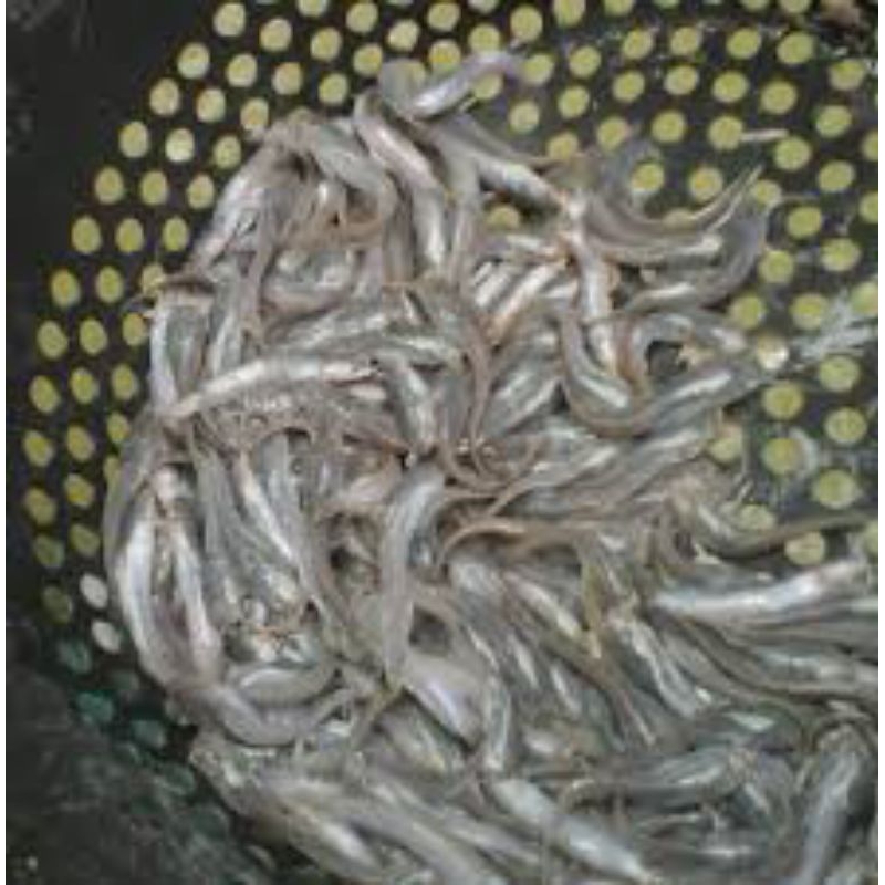 bibit ikan lele berkualitas isi 100 ekor