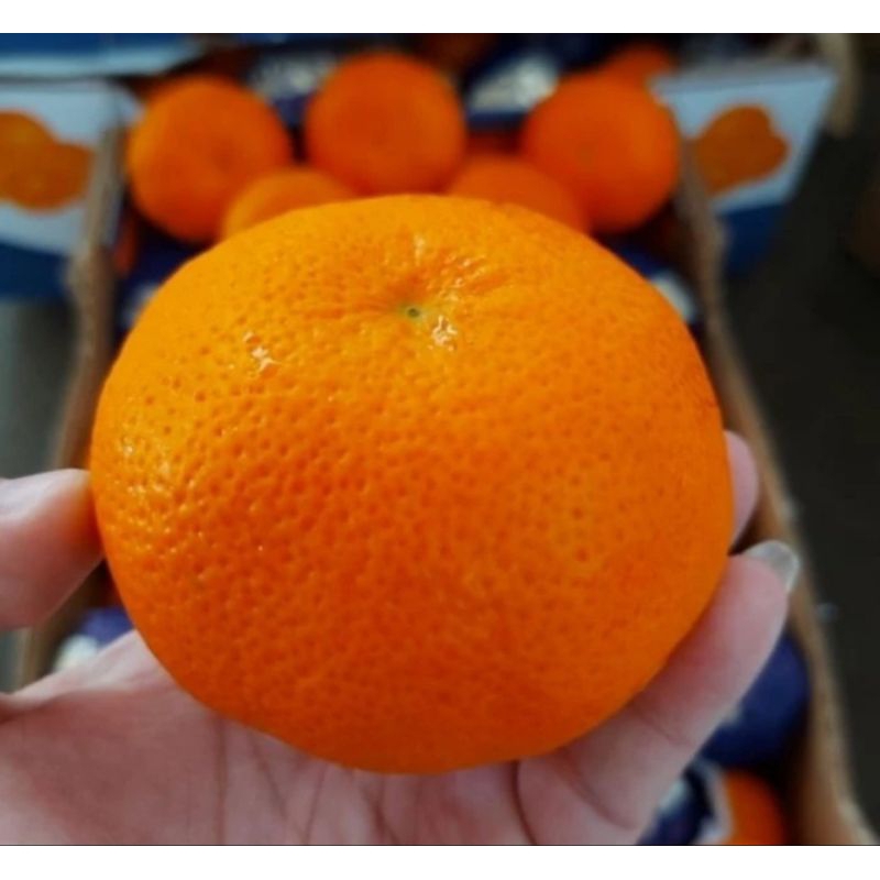 

Jeruk Wokam Wogan Premium Import Manis Segar 1kg.