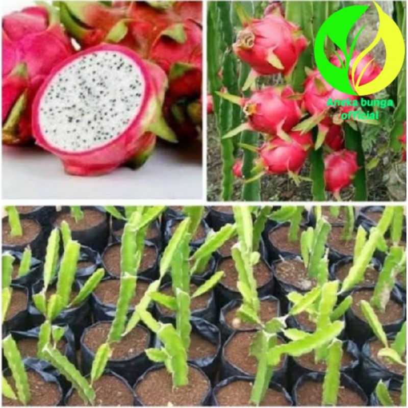 POHON BUAH NAGA PUTIH ASLI / TANAMAN BATANG POHON BUAH NAGA PUTIH