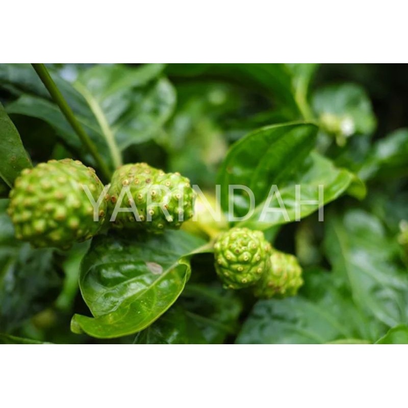 

Daun Mengkudu Daun Pace masih segar Jamu Tradisional (500gr)